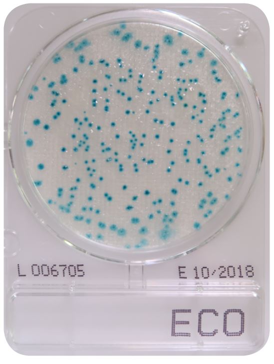 CompactDry ECO - E. coli - Antonides - CompactDry