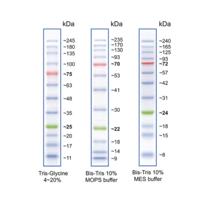 Blauwe breedband eiwitladder (10-245 kDa) 500 µl