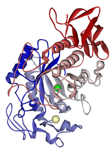 alfa-Amylase, uit Aspergillus Oryzae, ~3