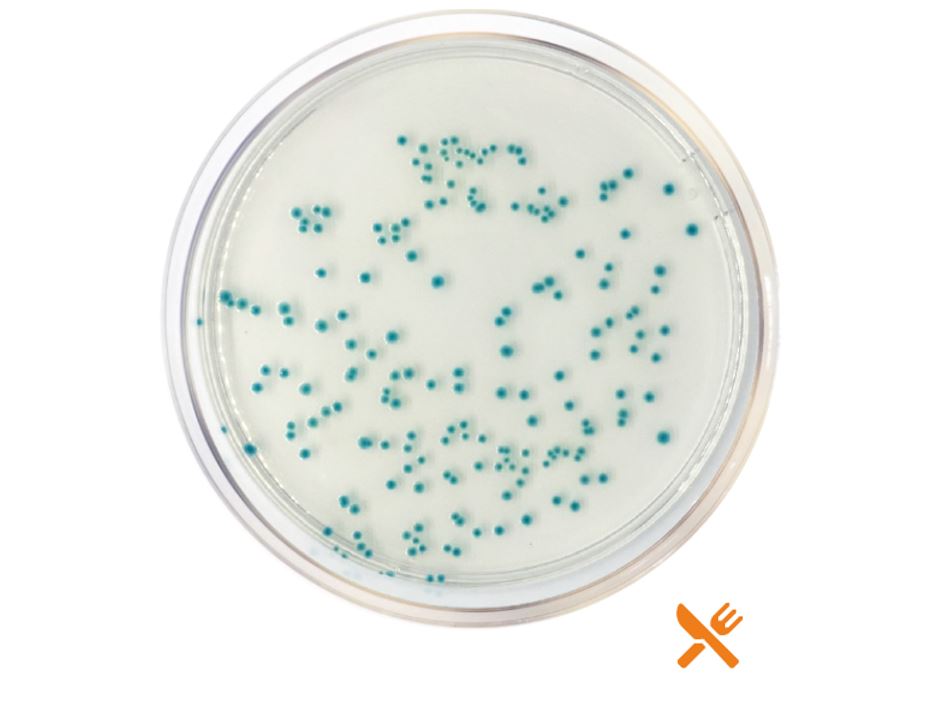 TBX Chromogenic Agar (Tryptone Bile X-Glucuronide) ISO