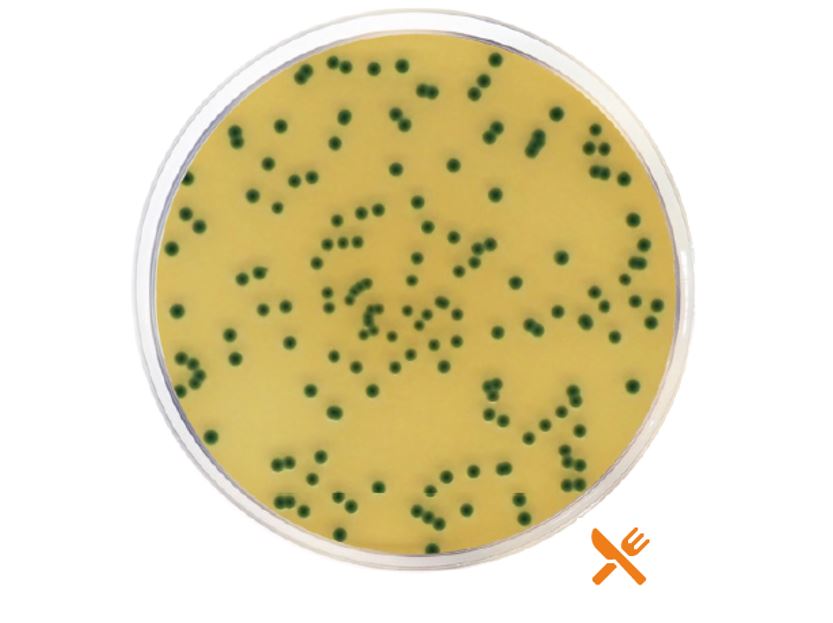 Chromogenic Cronobacter Isolation Agar (CCI) ISO - Antonides - Agar