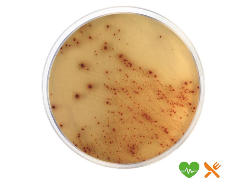 E. Coli O157:H7 Chromogenic Agar Base