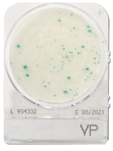 CompactDry VP - Vibrio parahaemolyticus