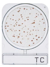 CompactDry TC - Total viable count
