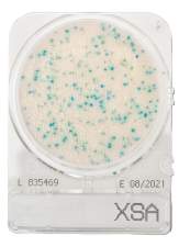 CompactDry X-SA - Staphylococcus aureus