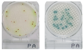 CompactDry PA - Pseudomonas aeruginosa