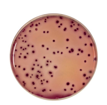 VRBG Agar, flacon à 250 ml