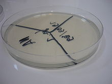 Nutriënt agar - Antonides -  Agar