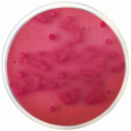 VRBG Agar 500g (ISO 21528)