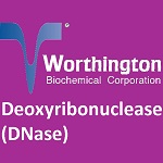Deoxyribonuclease (DNase)