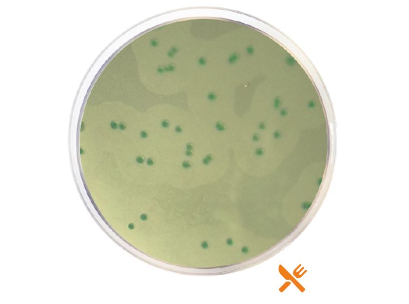 Listeria Chromogenic Agar Base (ALOA) ISO