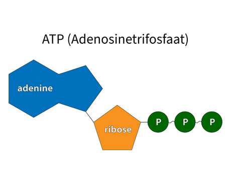 Wat is Adenosinetrifosfaat (ATP)?