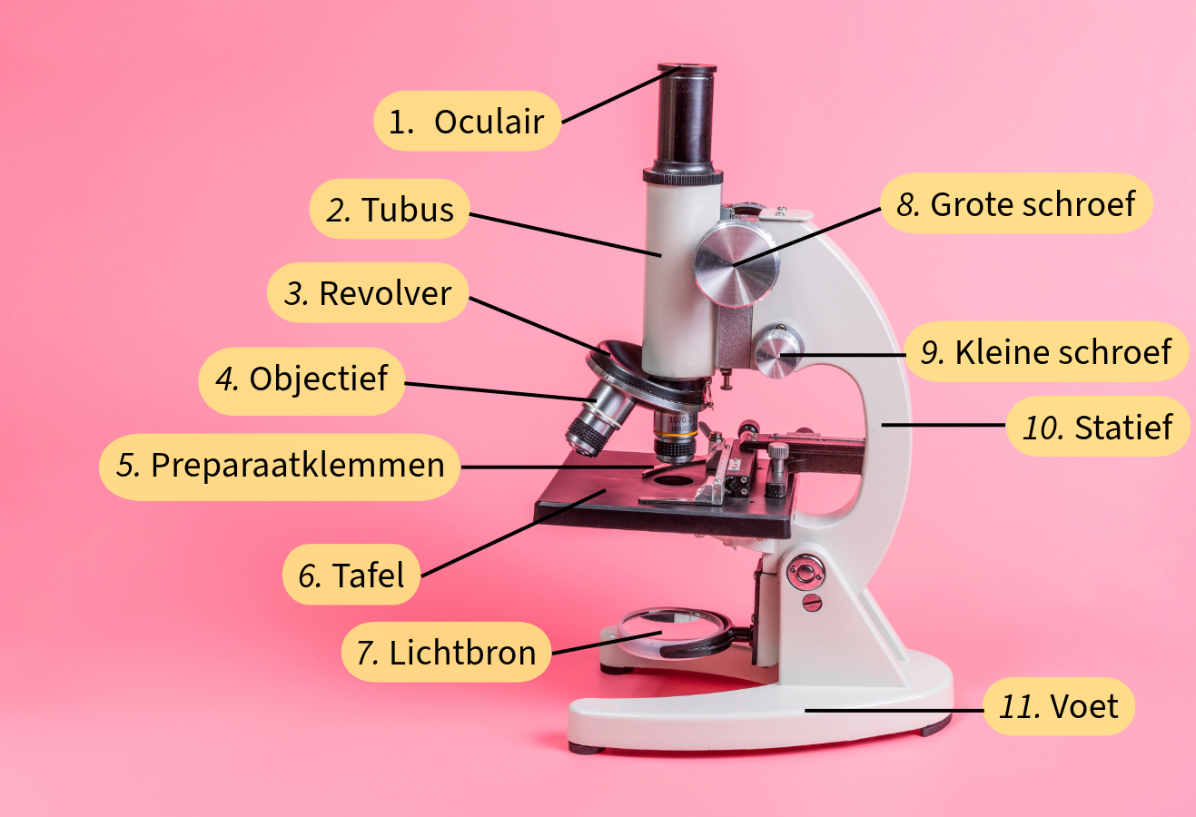 De onderdelen van een microscoop