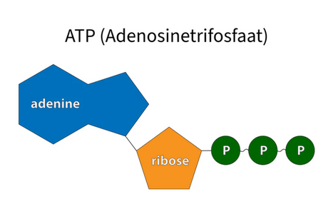 Wat is Adenosinetrifosfaat (ATP)?