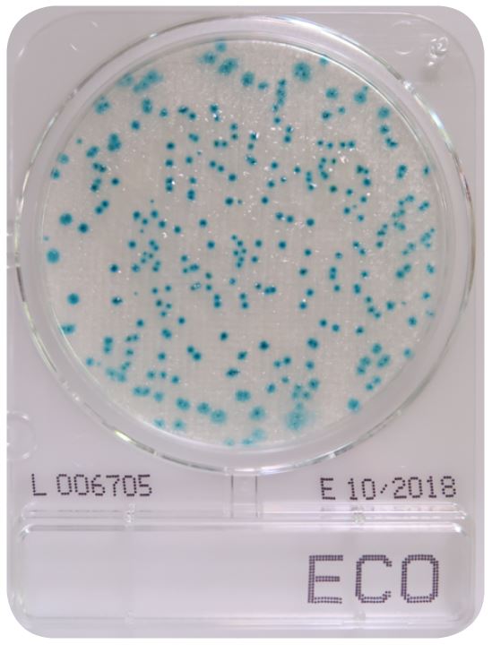 CompactDry ECO - E. coli