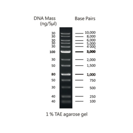Productfoto van DNA-marker voor gelelektroforese, 1 Kb 250 bp-10 Kb, 1 x 500 µl