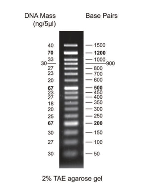Productfoto van DNA-marker voor gelelektroforese, 50 bp 50-1500 bp, 1 x 500 µl