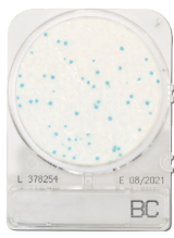 CompactDry BC (X-BC) - Bacillus cereus