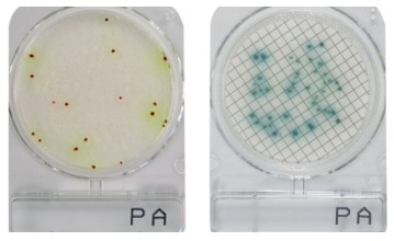 CompactDry PA -  Pseudomonas aeruginosa