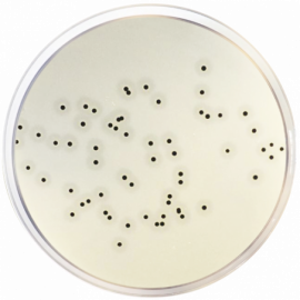 Baird Parker Agar Base Eur. Pharma