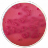 VRBG Agar 500g (ISO 21528)