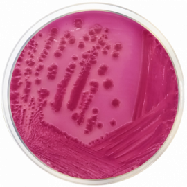 Violet Red Bile Agar With Lactose (VRBL) ISO