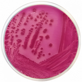 Violet Red Bile Agar With Lactose (VRBL) ISO